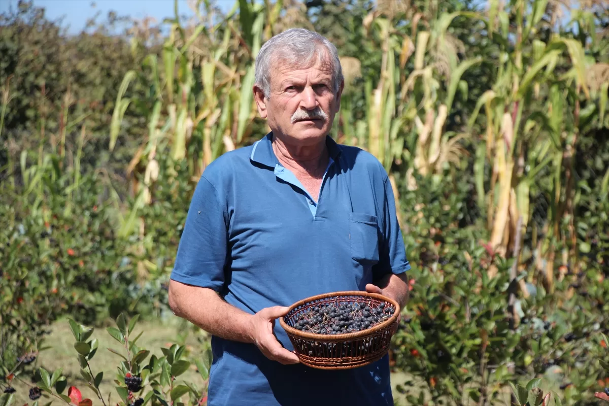 Eşinin sağlığı için yetiştirmeye başladığı aronyada taleplere yetişemiyor