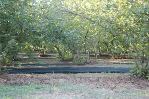 SAKARYA (AA) – Sakarya'nın Karapürçek ilçesinde 40 dönümde yetiştirdiği fındığı