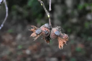 ORDU (AA) – EYÜP ELEVLİ – Ordu'da fındık bahçelerinde popülasyonu