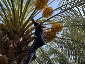 AMMAN (AA) – LEYS EL-CUNEYDİ – Ürdün'de çiftçiler, genellikle eylül