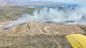 İZMİR (AA) – İzmir'in Çeşme ilçesinde, çöplükte çıkan ve otluk