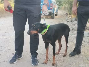 - GPS cihazı takılan "Tina" isimli köpek, ilk görüldüğü bölgeye