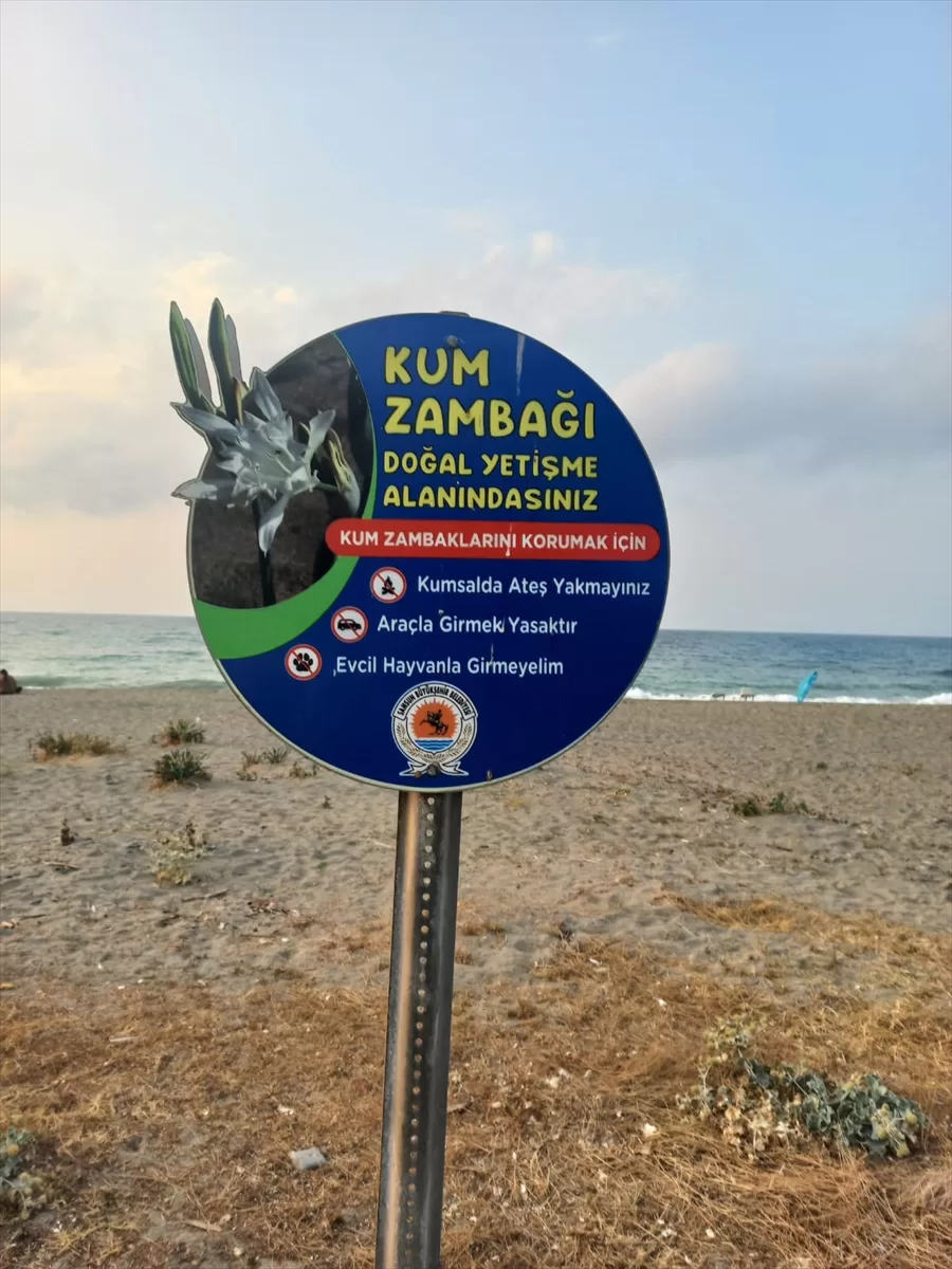 SAMSUN (AA) – Samsun'un Alaçam ilçesinde bulunan Geyikkoşan Sahili, kum