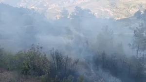 MERSİN (AA) – Mersin'in Gülnar ilçesinde, çevresinde evlerin olduğu ağaçlık