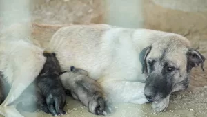 MERSİN (AA) – Mersin'in Tarsus ilçesinde uçurumda mahsur kalan köpek