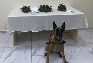 MERSİN (AA) – Mersin'in Erdemli, Mut ve Tarsus ilçelerinde düzenlenen