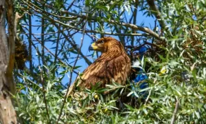 SAMSUN (AA) – Dünya Doğa ve Doğal Kaynakları Koruma Birliği