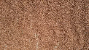 SAKARYA (AA) – Sakarya'da fındık üretiminin önemli merkezleri arasında yer