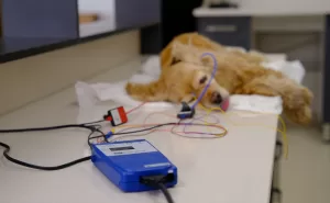 SİVAS (AA) – Sivas'ta işitme kaybı bulunan köpek, Cumhuriyet Üniversitesi