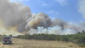 TEKİRDAĞ (AA) – Tekirdağ'ın Çerkezköy ilçesinde ormanlık alanda çıkan yangına