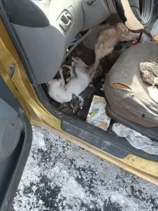 AYDIN (AA) – Aydın'ın Söke ilçesinde hayvanlara eziyet ettiği belirlenen