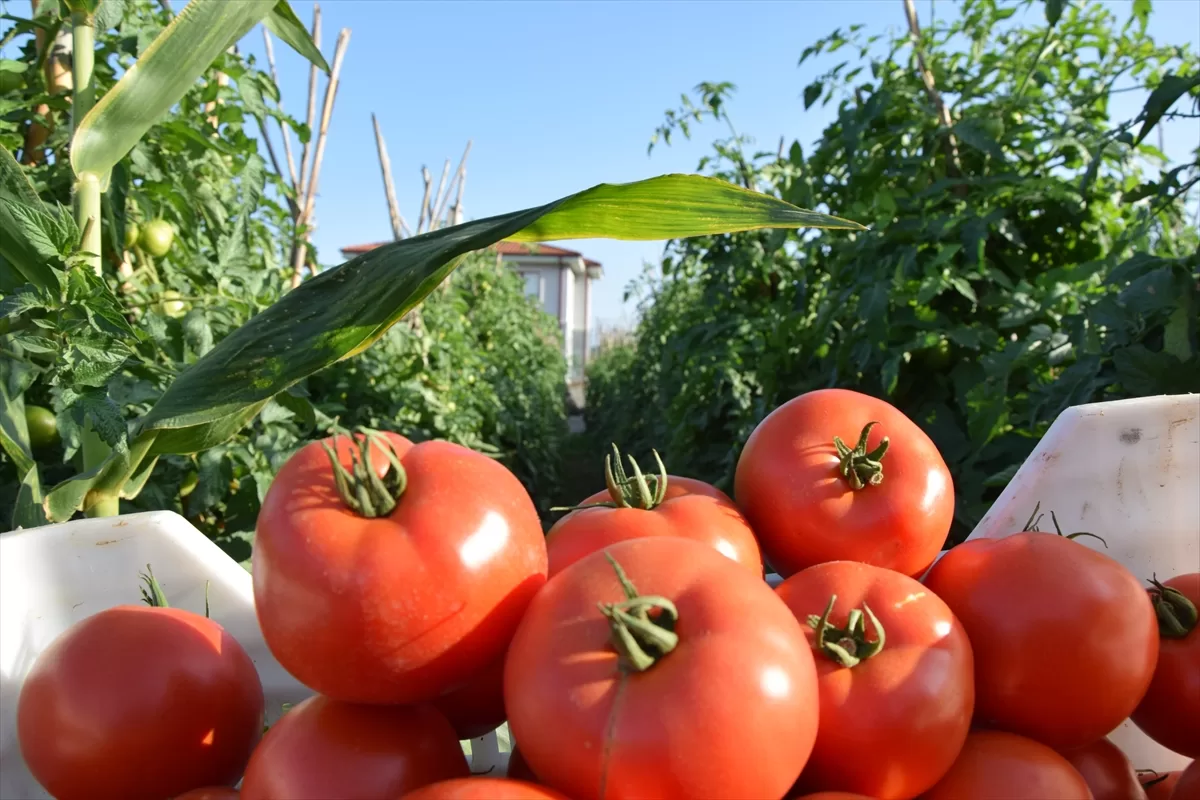 Bilecik'te 800 metre rakımda yetiştirilen domatesin hasadına başlandı