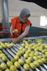 ADANA (AA) – ÖMER FANSA – Çukurova'da bu yıl, hava