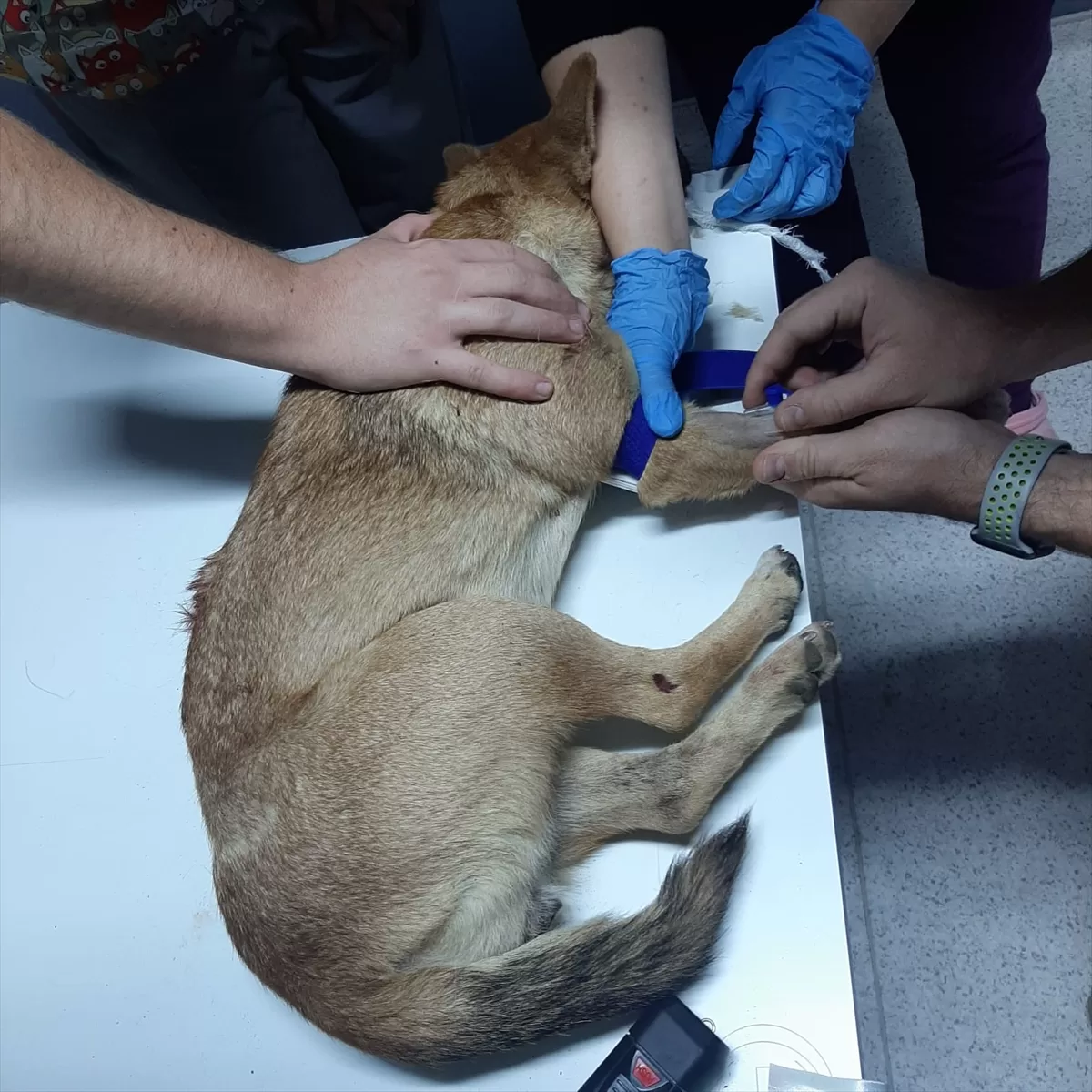 Edirne'de hayvan barınağı kapısına bırakılan yaralı köpekler tedaviye alındı