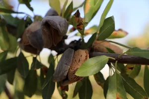 ELAZIĞ (AA) – Elazığ'da yaklaşık 23 bin dekar alanda bulunan