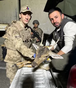 HAKKARİ (AA) – Hakkari'nin Derecik ilçesinde kamyonetinin kasasında 4 canlı