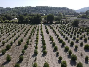MUĞLA (AA) – DURMUŞ GENÇ – Muğla'da hayata geçirilen "Tıbbi