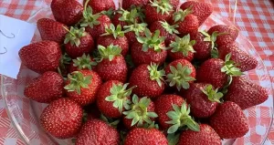 ÇORUM (AA) – Çorum'un İskilip ilçesinde üretilen çileğe coğrafi işaret