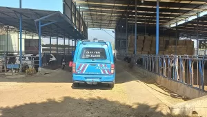 İZMİR (AA) – İzmir'in Ödemiş ilçesinde bir besi çiftliğinde atık