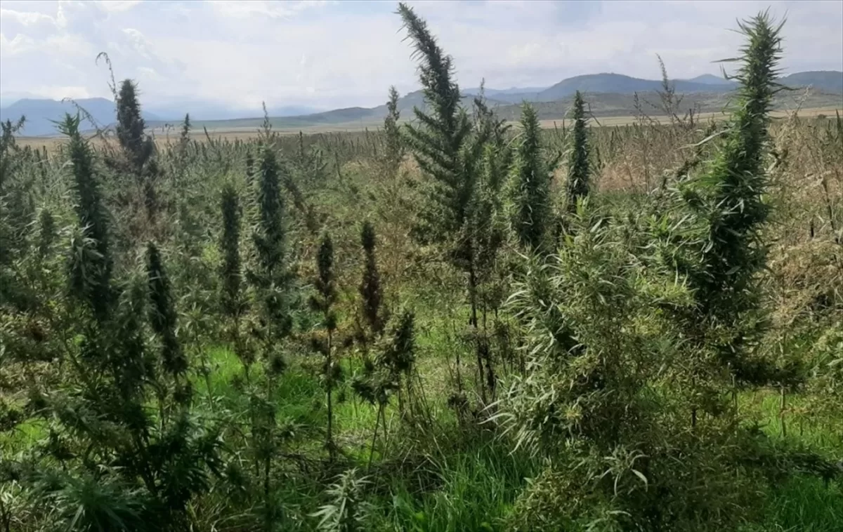 Karabağ'da Ermeniler tarafından 100 hektarlık tarlaya Hint keneviri ekildiği tespit edildi
