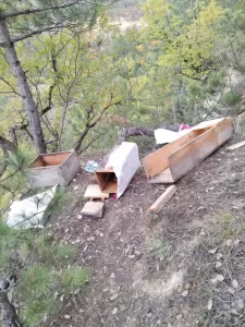 KASTAMONU (AA) – Kastamonu'nun Araç ilçesinde köye inen ayılar, 30