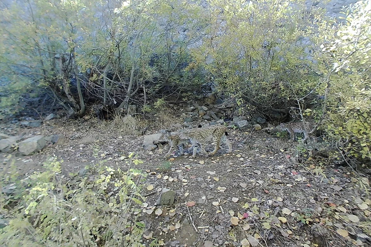 Munzur ve Pülümür dağlarındaki yaban hayatı fotokapanlarla görüntülendi