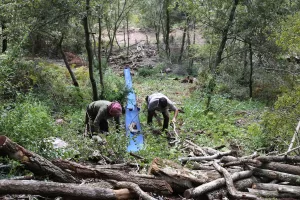 OSMANİYE (AA) – Osmaniye'nin Düziçi ilçesinde, orman yapısıyla uyumsuz ağaçlar