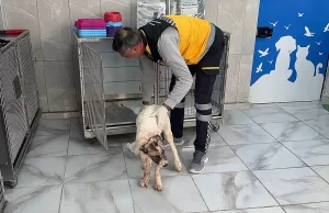 ADIYAMAN (AA) – Adıyaman'da sahibi tarafından bıçaklanan köpeğin tedavisi sürüyor.