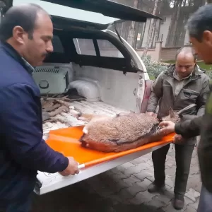 ADIYAMAN (AA) – Adıyaman'da yaralı bulunan dağ keçisi Doğa Koruma