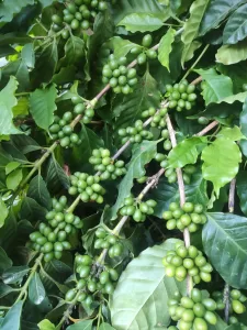 ANTALYA(AA) – Antalya'nın Gazipaşa ilçesinde deneme amaçlı dikilen kahve fidanlarından