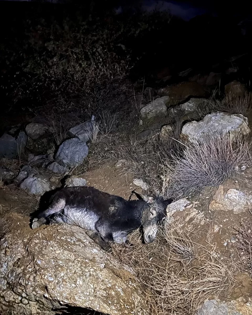 Çankırı'da kayalıklara düşen yaralı eşek AFAD tarafından kurtarıldı