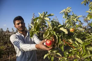 BİTLİS (AA) – Bitlis'in Ahlat ilçesinde çiftçi Harun Örken, devletten