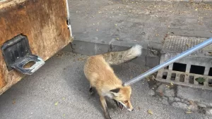 ERZİNCAN (AA) – Erzincan'da, apartmanın çatı katındaki dolapların arkasında sıkışan