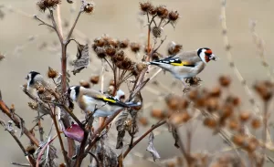 ERZURUM (AA) – Erzurum, Kars ve Ardahan'da soğuk hava etkisini