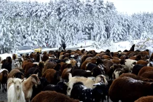 ERZURUM (AA) – Erzurum'da ilkbaharda sürüleriyle yaylalara çıkan göçerler, soğuk