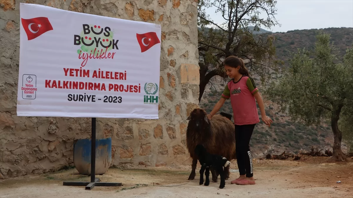 İHH ve Merhamet Derneğinden, Suriye'deki yetimlerin ailelerine küçükbaş hayvan desteği