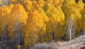KARS (AA) – Türkiye'nin en uzun ve çetin kış mevsiminin