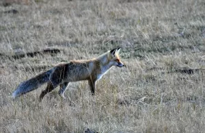 KARS (AA) – Kars'ın Sarıkamış ilçesinde, doğada aç kalan bir