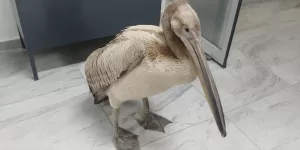 KAYSERİ (AA) – Kayseri'de bir kişinin bahçesinde yaralı halde bulduğu