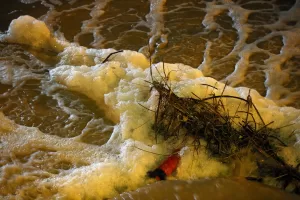 - İl Çevre Şehircilik ve İklim Değişikliği Müdürlüğü ekipleri derede