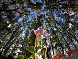 KIRKLARELİ (AA) – Kırklareli'nin Longoz Ormanları sonbaharın renklerini yansıtıyor. Türkiye