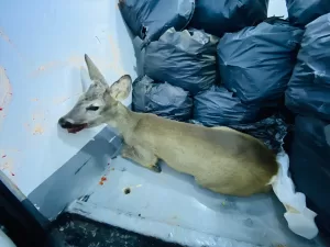 KIRKLARELİ (AA) – Kırklareli'nde yaralı bulunan karaca yavrusu, koruma altına