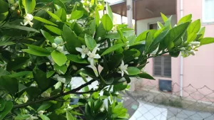 OSMANİYE (AA) – Osmaniye'nin Kadirli ilçesinde, hava sıcaklıklarının mevsim normallerinin