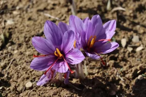 KARABÜK (AA) – Karabük'ün Safranbolu ilçesinde, 8 köyde 28 üretici