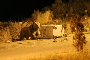 KARS (AA) – Kars'ın Sarıkamış ilçesindeki ormanlık alanda yaşayan ve