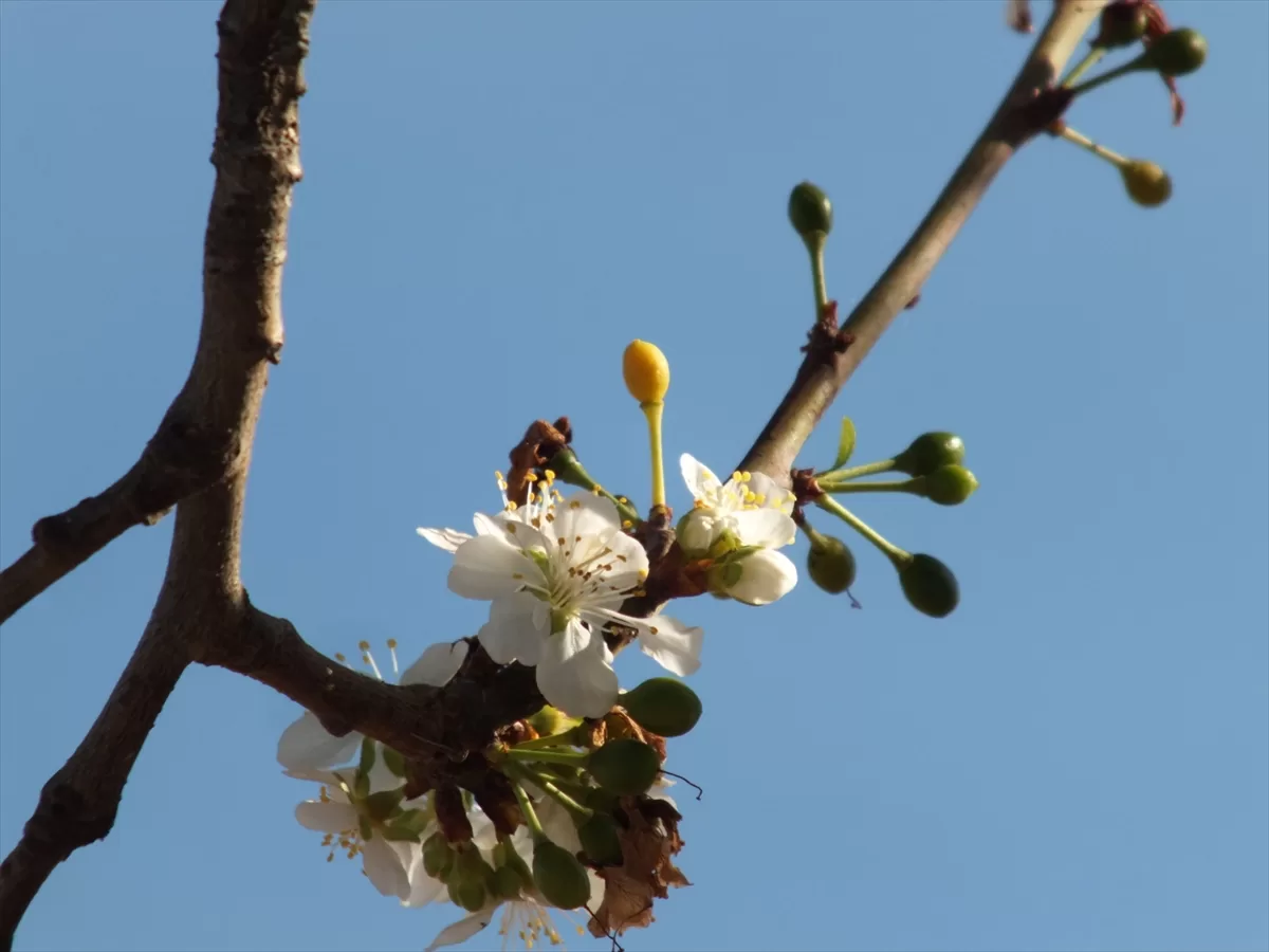 Tokat'ta sonbaharda erik ağacı çiçek açtı