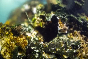 VAN (AA) – MESUT VAROL – Su altı belgesel yapımcısı