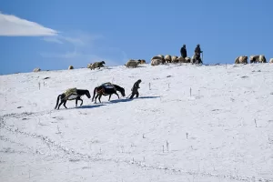 VAN (AA) – ÖZKAN BİLGİN – Van'ın Gürpınar ilçesinde, yaz