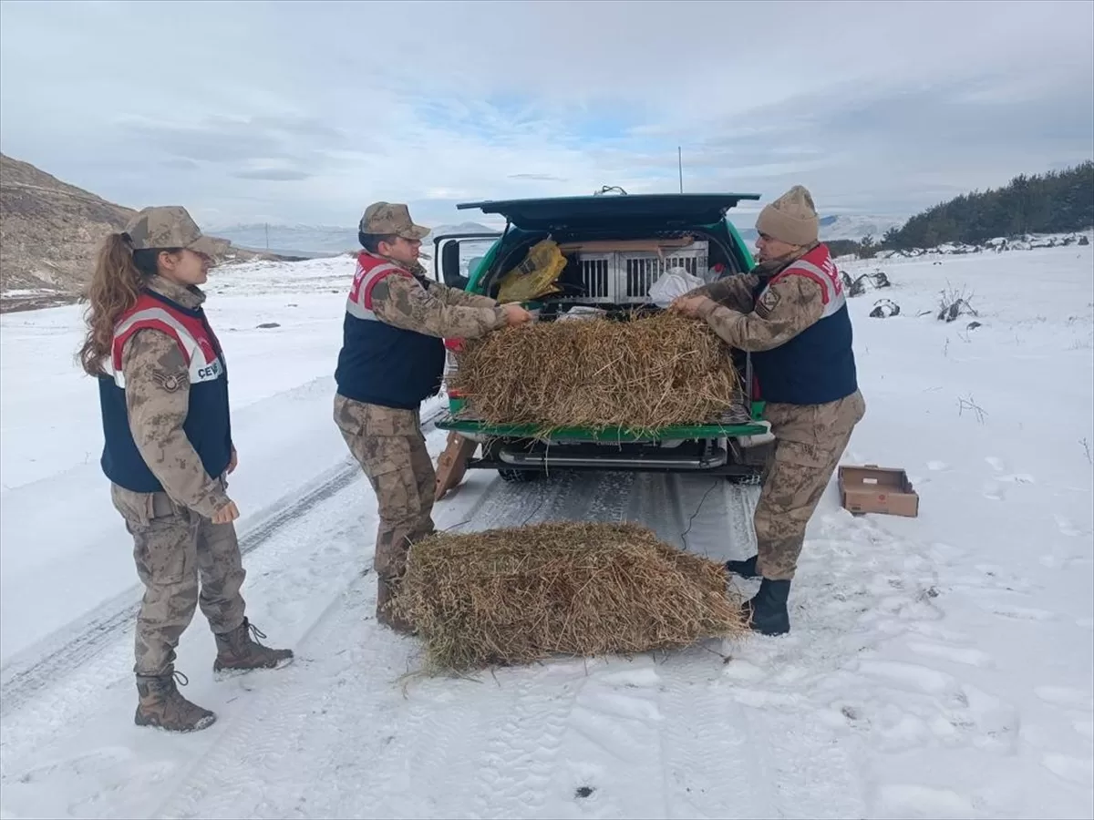 Ardahan'da jandarma timi yaban hayvanları için doğaya yem bıraktı