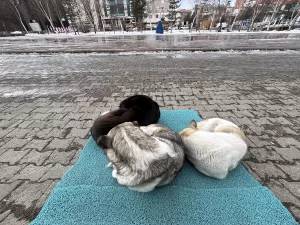 ERZURUM (AA) – Erzurum, Kars ve Ardahan'da soğuk hava yaşamı